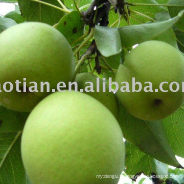 Longkou a produit Shandong Pears